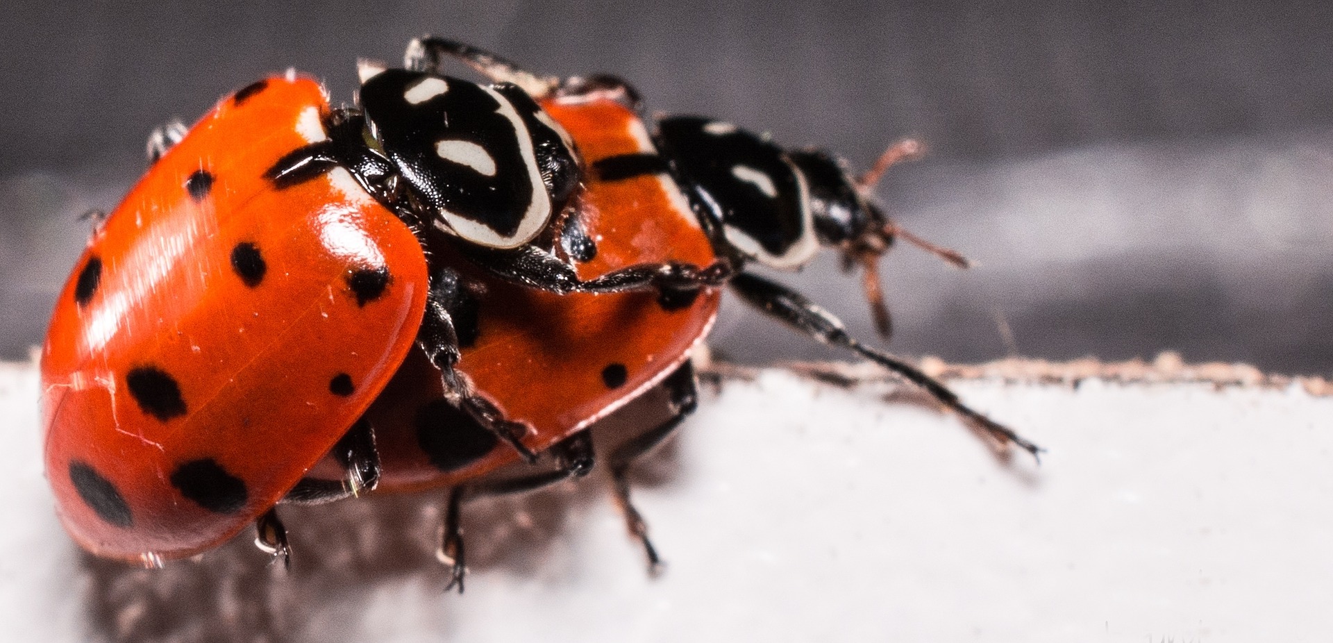 ladybugs-2206962_1920